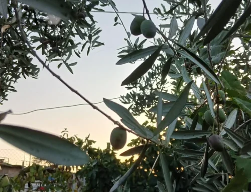 How I Long for the Olive Harvest Days…
